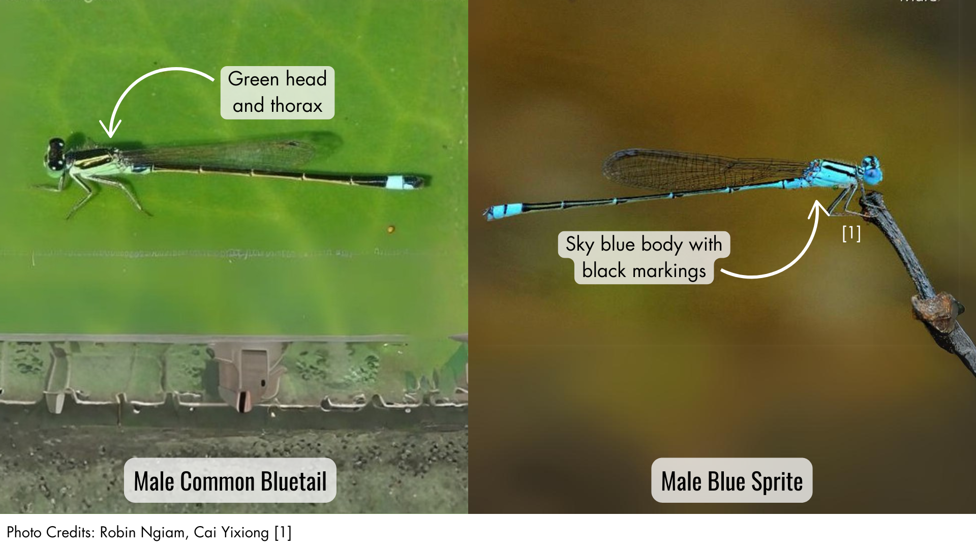 Blue Sprite or Common Bluetail
